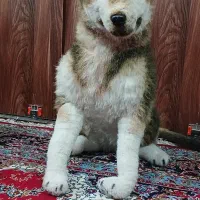 سگ اسباب بازی بزرگ