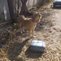 واگذاری عراقی نر ۱۳ ماه|سگ|هیر, |دیوار