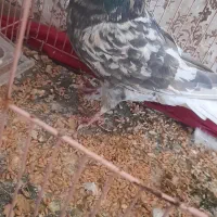 کفتر خوب وخوشکل