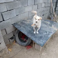 پاپی با مزه|سگ|خواف, |دیوار