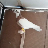 کبوتر،طوق زرد،خال سیاه|پرنده|شیراز, سعدیه شمالی|دیوار