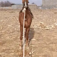 اسب|اسب و تجهیزات اسب‌سواری|خمین, |دیوار