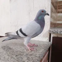 کبوتر سبز مسافتی پلاکی ماده|پرنده|کازرون, |دیوار