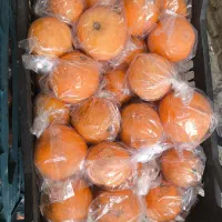 میوه و تره بار