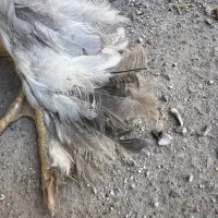 مرغ اصیل براهما بلولایت ۸ ماهه|حیوانات مزرعه|بانه, |دیوار