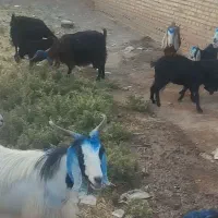 چهل راس بز جوان|حیوانات مزرعه|اهر, |دیوار