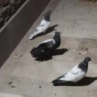 کفتر|پرنده|قم, شهر قائم|دیوار