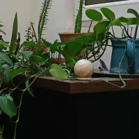 فروش-فوری-امتیاز-آپارتمان-صدرا