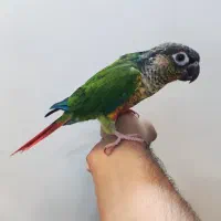 گیرینچیک یلوساید