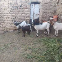 گوسمیمیم