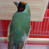 فنچ گلدین|پرنده|تهران, ارامنه|دیوار