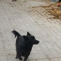 یک عدد پاپی ماده مشکی|سگ|تربت جام, شاهد|دیوار