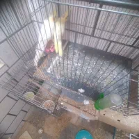 یکجف عروس نروماده مولد ودوعدد جوجه سرلاکی|پرنده|خمین, |دیوار