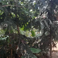 فروش انواع گل لوکس|گل و گیاه طبیعی|رحیمآباد, |دیوار