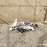 کبوتر پرشی اصل