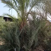 درخت خرما تزینی|گل مصنوعی|بندر انزلی, طالب آباد|دیوار