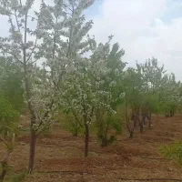 باغ بادام و تفریحی