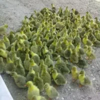 جوجه غاز و قوغاز دورگه در سقز