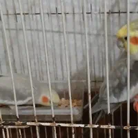 فروش عروس هلندی جفت درحال تخم‌گذاری|پرنده|کوچصفهان, |دیوار