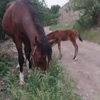 مادیون سالم