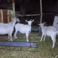 کولار سانن|حیوانات مزرعه|بیرجند, |دیوار