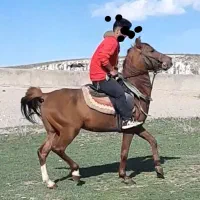 اسب نریان دره شور کهر پنج ساله