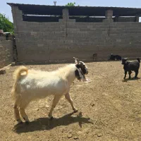 کهره نر ،دوبر چپیش هلندی