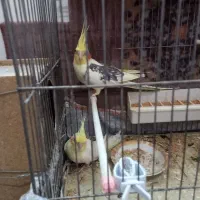 عروس هلندی یه جفت و ماده تک