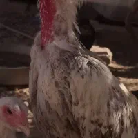 خروس اصیل لاری|حیوانات مزرعه|جزنیک, |دیوار