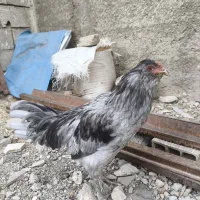 خروس بالغ طوسی