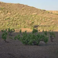 زمین میم انگور در روستای بُرزو