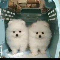 جشنواره ویژه پامر 66روزه بااف و تخفیف50درصدی|سگ|مشهد, اقبال|دیوار