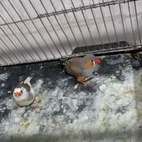 فنچ|پرنده|اسفراین, |دیوار