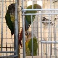 گیرینچیک|پرنده|شیراز, بازار|دیوار