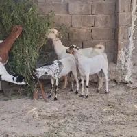 نری و کهره گوشتی وآبستن|حیوانات مزرعه|قشم, |دیوار