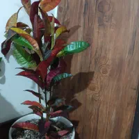 گل آپارتمانی ۷۰۰|گل و گیاه طبیعی|مشهد, شهید رضوی|دیوار