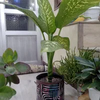 گلهای طبیعی با قیمت مناسب