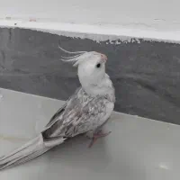عروس هلندی. ایزابلا  ۰۰۰