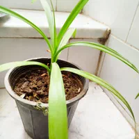 فروش گلدان سوسن و کاکتوس