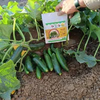 فروش بذر خیار اصلاح شده هیبرید