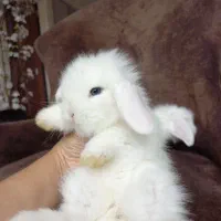 خرگوش مینی لوپ ترکیش + بسته غذا|موش و خرگوش|کرج, کوی زنبق|دیوار