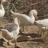 ۲۲غاز‌قوغاز‌بوقلم‌ن‌غار‌اردک