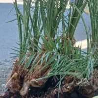 نهال مضافتی