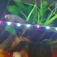 ماهی اسکار بزرگ|ماهی|شاهین‌شهر, عطار|دیوار