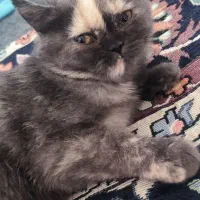 گربه اسکاتیش بریتیش