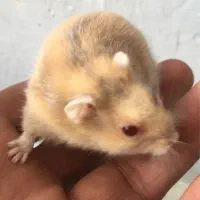 همسترکمپول منیاتوری