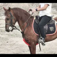 اسب نریان کرد شش دانگ