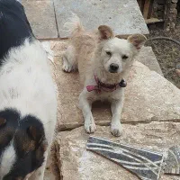 سگ پا کوتاه گمشده|حیوانات|سبزوار, قصبه شرقی|دیوار