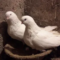 کبوتر|پرنده|ملکان, |دیوار