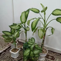 دیفن|گل و گیاه طبیعی|اسلام‌‌آباد غرب, |دیوار